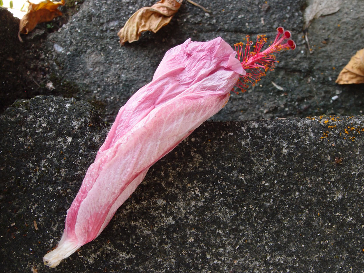 Willkommen Brasilien